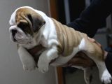 Üst Düzey İngi̇li̇z Buldog Yavrular