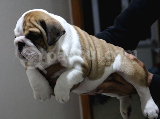 Üst Düzey İngi̇li̇z Buldog Yavrular görsel