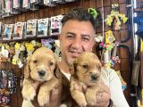 Orjinal Safkan Cocker Yavruları