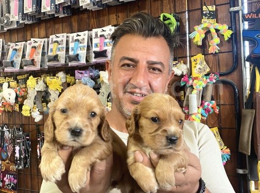 Orjinal Safkan Cocker Yavruları görsel