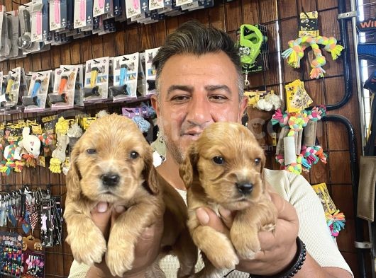 Orjinal Safkan Cocker Yavruları görsel