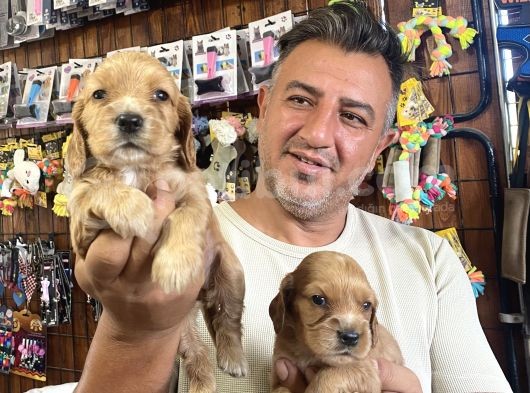 Orjinal Safkan Cocker Yavruları görsel