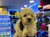Safkan Malti̇poo-Irk Ve Sağlik Garanti̇li̇ - Ev Doğumlu Bebek Yavrular