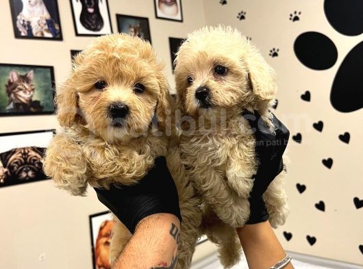 Safkan Malti̇poo-Irk Ve Sağlik Garanti̇li̇ - Ev Doğumlu Bebek Yavrular görsel