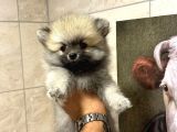 SAĞLIK VE IRK GARATİLİ - EN UFAK BOY - TEDDY BEAR - ARON PETSHOP GÜVENCESİ İLE