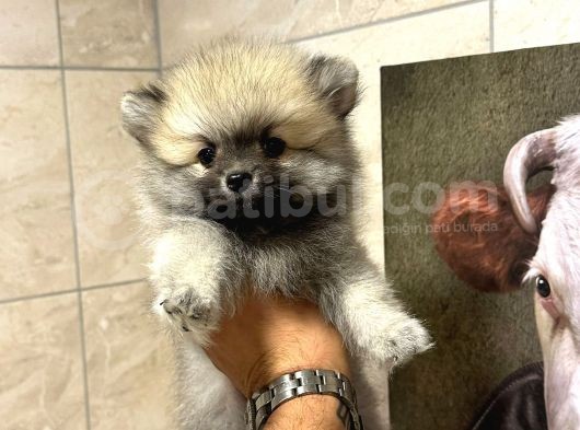 Sağlik Ve Irk Garati̇li̇ - En Ufak Boy - Teddy Bear - Aron Petshop Güvencesi̇ İle