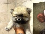 Sağlik Ve Irk Garati̇li̇ - En Ufak Boy - Teddy Bear - Aron Petshop Güvencesi̇ İle