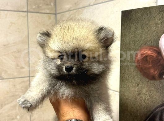 Sağlik Ve Irk Garati̇li̇ - En Ufak Boy - Teddy Bear - Aron Petshop Güvencesi̇ İle görsel