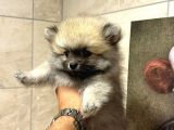 Sağlik Ve Irk Garati̇li̇ - En Ufak Boy - Teddy Bear - Aron Petshop Güvencesi̇ İle