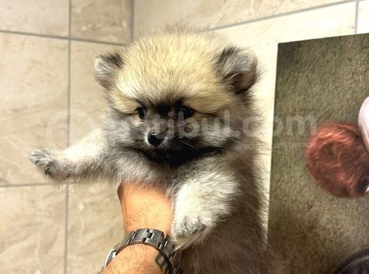 Sağlik Ve Irk Garati̇li̇ - En Ufak Boy - Teddy Bear - Aron Petshop Güvencesi̇ İle görsel