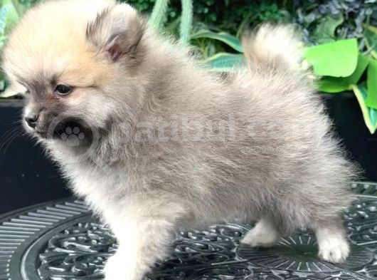 Sağlik Ve Irk Garati̇li̇ - En Ufak Boy - Teddy Bear - Aron Petshop Güvencesi̇ İle görsel