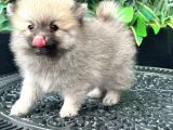 Sağlik Ve Irk Garati̇li̇ - En Ufak Boy - Teddy Bear - Aron Petshop Güvencesi̇ İle