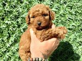 mini boy toy poodle kızımız
