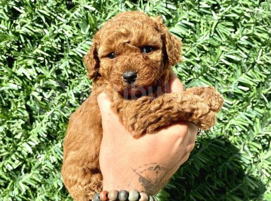 Mini Boy Toy Poodle Kızımız