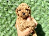 0 numara özel renk toy poodle oğlumuz