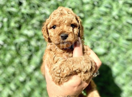 0 Numara Özel Renk Toy Poodle Oğlumuz