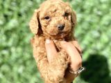 0 numara erkek özel renk toy poodle oğlumuz