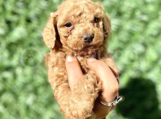 0 Numara Erkek Özel Renk Toy Poodle Oğlumuz