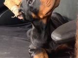 Fci Kayıtlı King Doberman Erkek