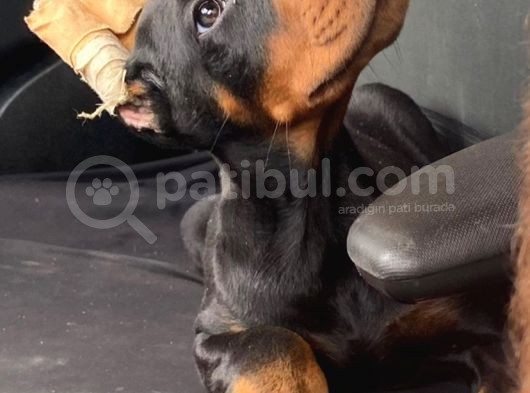 Fci Kayıtlı King Doberman Erkek görsel