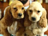 Enerji̇k Ameri̇kan Cocker Yavrularimiz