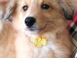 Türkiyede tek shetland raşın collie
