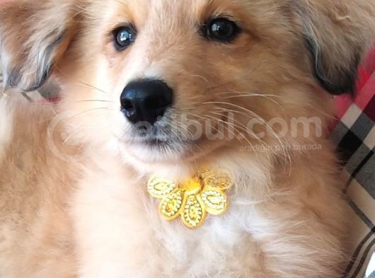 Türkiyede Tek Shetland Raşın Collie