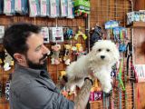 Kartopu Gi̇bi̇ Maltese Terri̇er Yavrular