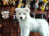 Ayi̇ Yavrusu Samoyed A Kali̇te Irk