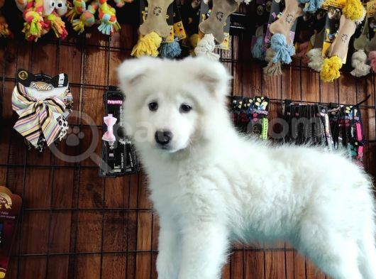 Ayi̇ Yavrusu Samoyed A Kali̇te Irk görsel