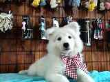 AYİ YAVRUSU SAMOYED A KALİTE IRK