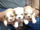 KOREAN MALTIPOO YAVRULAR  uygun acil