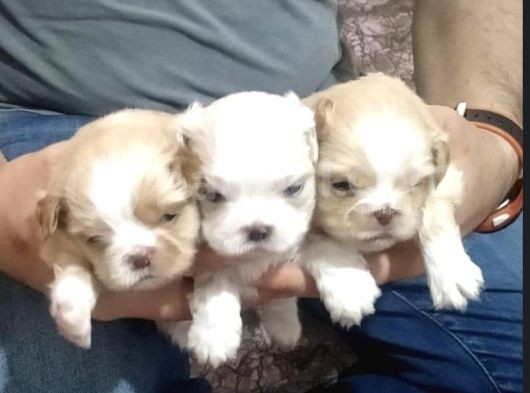 Korean Maltipoo Yavrular  Uygun Acil
