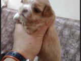Korean Maltipoo Yavrular  Uygun Acil