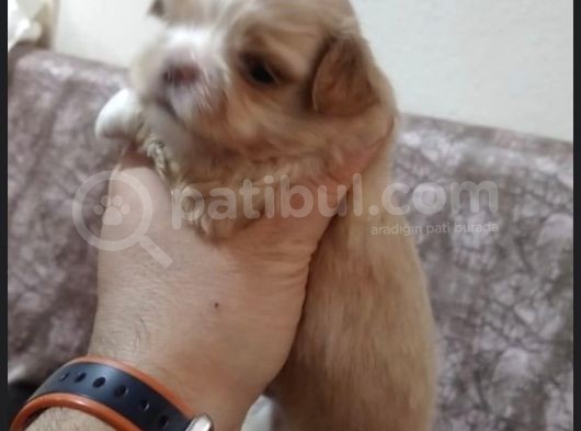 Korean Maltipoo Yavrular  Uygun Acil görsel