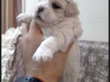 Korean Maltipoo Yavrular  Uygun Acil