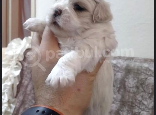 Korean Maltipoo Yavrular  Uygun Acil görsel
