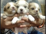 Korean Maltipoo Yavrular  Uygun Acil