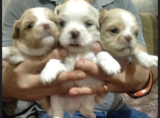Korean Maltipoo Yavrular  Uygun Acil görsel