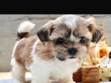 Korean 2 Kg Shihtzu Uygun