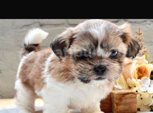 Korean 2 Kg Shihtzu Uygun görsel