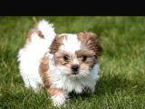 Korean 2 kg shihtzu uygun