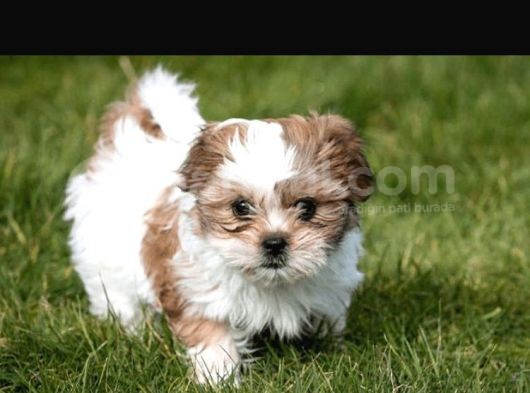 Korean 2 Kg Shihtzu Uygun