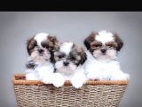 Korean 2 Kg Shihtzu Uygun