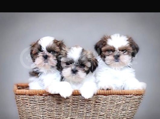 Korean 2 Kg Shihtzu Uygun görsel
