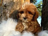 KOREAN MALTİPOO BEBEKLER