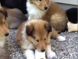Türkiyede Tek Shetland Raşın Collie
