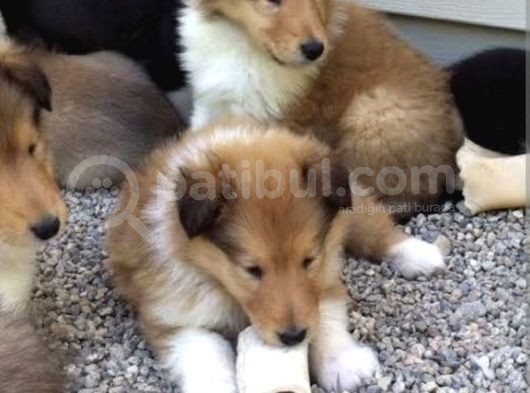 Türkiyede Tek Shetland Raşın Collie görsel