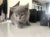 Erkek Bri̇ti̇sh Yavrulari  2 Aylik