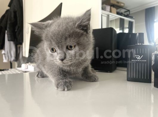 Erkek Bri̇ti̇sh Yavrulari  2 Aylik görsel